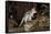 Eastern Quoll, Pale Phase (Dasyurus Viverrinus) Tasmania, Australia-Dave Watts-Framed Stretched Canvas