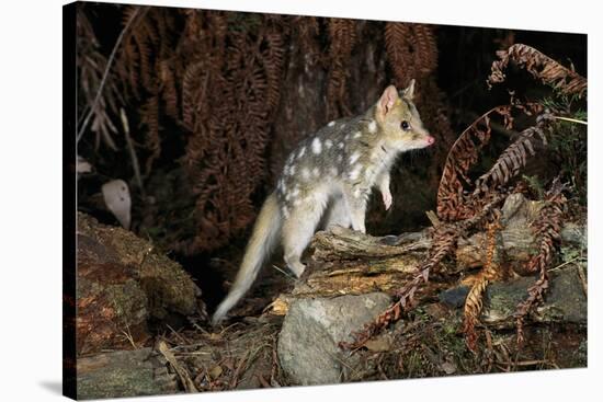 Eastern Quoll, Pale Phase (Dasyurus Viverrinus) Tasmania, Australia-Dave Watts-Stretched Canvas