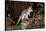 Eastern Quoll, Pale Phase (Dasyurus Viverrinus) Tasmania, Australia-Dave Watts-Stretched Canvas