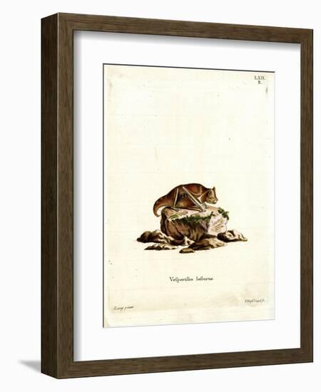 Eastern Red Bat-null-Framed Giclee Print