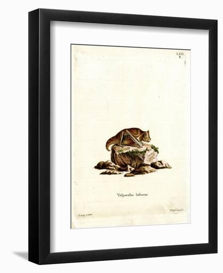 Eastern Red Bat-null-Framed Giclee Print