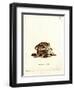 Eastern Red Bat-null-Framed Giclee Print