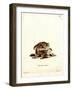 Eastern Red Bat-null-Framed Giclee Print