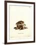 Eastern Red Bat-null-Framed Giclee Print