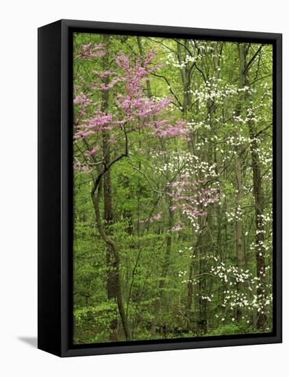Eastern Redbud and Flowering Dogwood, Arlington County, Virginia, USA-Charles Gurche-Framed Stretched Canvas
