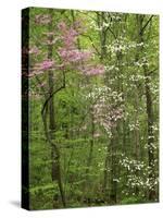 Eastern Redbud and Flowering Dogwood, Arlington County, Virginia, USA-Charles Gurche-Stretched Canvas