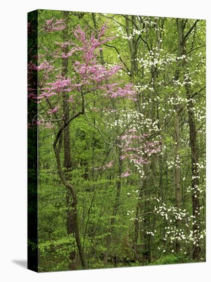 Eastern Redbud and Flowering Dogwood, Arlington County, Virginia, USA-Charles Gurche-Stretched Canvas