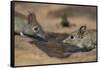 Eastern rock elephant shrews (Elephantulus myurus) drinking, Tuli Game Reserve, Botswana-Ann and Steve Toon-Framed Stretched Canvas