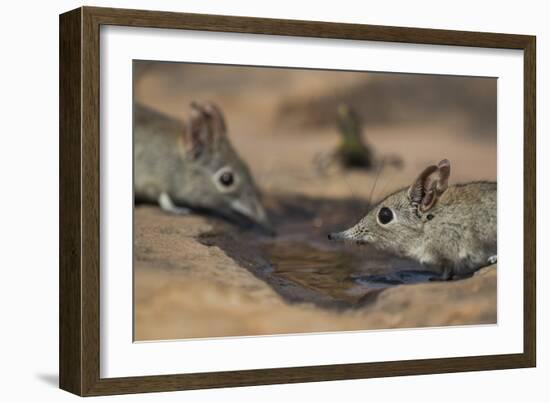 Eastern rock elephant shrews (Elephantulus myurus) drinking, Tuli Game Reserve, Botswana-Ann and Steve Toon-Framed Photographic Print