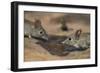 Eastern rock elephant shrews (Elephantulus myurus) drinking, Tuli Game Reserve, Botswana-Ann and Steve Toon-Framed Photographic Print