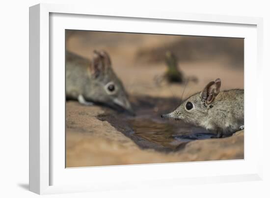 Eastern rock elephant shrews (Elephantulus myurus) drinking, Tuli Game Reserve, Botswana-Ann and Steve Toon-Framed Photographic Print