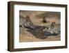 Eastern rock elephant shrews (Elephantulus myurus) drinking, Tuli Game Reserve, Botswana-Ann and Steve Toon-Framed Photographic Print