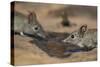 Eastern rock elephant shrews (Elephantulus myurus) drinking, Tuli Game Reserve, Botswana-Ann and Steve Toon-Stretched Canvas