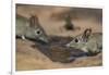 Eastern rock elephant shrews (Elephantulus myurus) drinking, Tuli Game Reserve, Botswana-Ann and Steve Toon-Framed Photographic Print