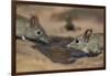 Eastern rock elephant shrews (Elephantulus myurus) drinking, Tuli Game Reserve, Botswana-Ann and Steve Toon-Framed Photographic Print