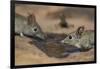 Eastern rock elephant shrews (Elephantulus myurus) drinking, Tuli Game Reserve, Botswana-Ann and Steve Toon-Framed Photographic Print