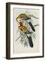 Eastern Rosella (Platycercus Eximius), First Edition, 1840-1869-John Gould-Framed Giclee Print