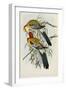 Eastern Rosella (Platycercus Eximius), First Edition, 1840-1869-John Gould-Framed Giclee Print