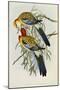 Eastern Rosella (Platycercus Eximius), First Edition, 1840-1869-John Gould-Mounted Giclee Print