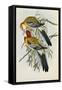 Eastern Rosella (Platycercus Eximius), First Edition, 1840-1869-John Gould-Framed Stretched Canvas