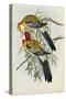 Eastern Rosella (Platycercus Eximius), First Edition, 1840-1869-John Gould-Stretched Canvas