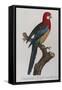 Eastern Rosella (Platycercus Eximius) from 'Histoire Naturelle Des Perroquets, Variete De La…-Francois Levaillant-Framed Stretched Canvas