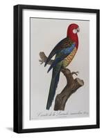 Eastern Rosella (Platycercus Eximius) from 'Histoire Naturelle Des Perroquets, Variete De La…-Francois Levaillant-Framed Giclee Print