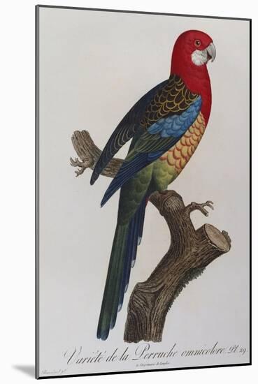 Eastern Rosella (Platycercus Eximius) from 'Histoire Naturelle Des Perroquets, Variete De La…-Francois Levaillant-Mounted Giclee Print