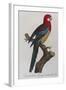 Eastern Rosella (Platycercus Eximius) from 'Histoire Naturelle Des Perroquets, Variete De La…-Francois Levaillant-Framed Giclee Print