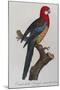 Eastern Rosella (Platycercus Eximius) from 'Histoire Naturelle Des Perroquets, Variete De La…-Francois Levaillant-Mounted Giclee Print