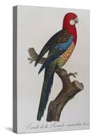 Eastern Rosella (Platycercus Eximius) from 'Histoire Naturelle Des Perroquets, Variete De La…-Francois Levaillant-Stretched Canvas