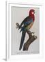 Eastern Rosella (Platycercus Eximius) from 'Histoire Naturelle Des Perroquets, Variete De La…-Francois Levaillant-Framed Giclee Print