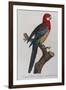 Eastern Rosella (Platycercus Eximius) from 'Histoire Naturelle Des Perroquets, Variete De La…-Francois Levaillant-Framed Giclee Print