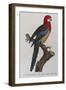 Eastern Rosella (Platycercus Eximius) from 'Histoire Naturelle Des Perroquets, Variete De La…-Francois Levaillant-Framed Giclee Print