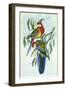 Eastern Rosella, Platycercus Eximius-Henry Constantine Richter-Framed Giclee Print