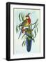 Eastern Rosella, Platycercus Eximius-Henry Constantine Richter-Framed Giclee Print