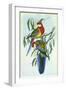 Eastern Rosella, Platycercus Eximius-Henry Constantine Richter-Framed Giclee Print