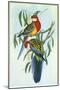 Eastern Rosella, Platycercus Eximius-Henry Constantine Richter-Mounted Giclee Print