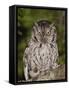 Eastern Screech-Owl Adult at Night, Texas, Usa, April 2006-Rolf Nussbaumer-Framed Stretched Canvas