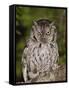 Eastern Screech-Owl Adult at Night, Texas, Usa, April 2006-Rolf Nussbaumer-Framed Stretched Canvas