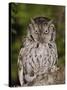 Eastern Screech-Owl Adult at Night, Texas, Usa, April 2006-Rolf Nussbaumer-Stretched Canvas