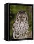 Eastern Screech-Owl Adult at Night, Texas, Usa, April 2006-Rolf Nussbaumer-Framed Stretched Canvas