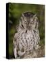 Eastern Screech-Owl Adult at Night, Texas, Usa, April 2006-Rolf Nussbaumer-Stretched Canvas