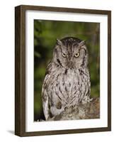 Eastern Screech-Owl Adult at Night, Texas, Usa, April 2006-Rolf Nussbaumer-Framed Photographic Print