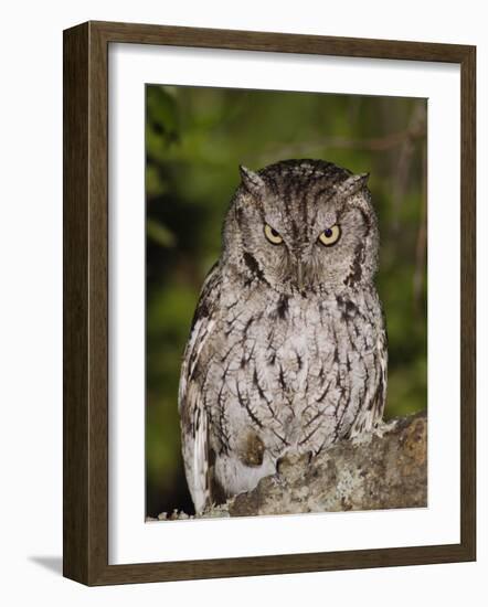 Eastern Screech-Owl Adult at Night, Texas, Usa, April 2006-Rolf Nussbaumer-Framed Photographic Print