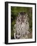 Eastern Screech-Owl Adult at Night, Texas, Usa, April 2006-Rolf Nussbaumer-Framed Photographic Print