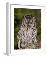 Eastern Screech-Owl Adult at Night, Texas, Usa, April 2006-Rolf Nussbaumer-Framed Photographic Print