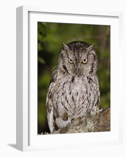 Eastern Screech-Owl Adult at Night, Texas, Usa, April 2006-Rolf Nussbaumer-Framed Photographic Print