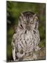 Eastern Screech-Owl Adult at Night, Texas, Usa, April 2006-Rolf Nussbaumer-Mounted Photographic Print
