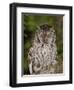 Eastern Screech-Owl Adult at Night, Texas, Usa, April 2006-Rolf Nussbaumer-Framed Photographic Print